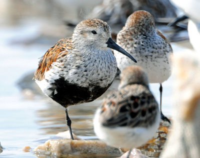 Dunlin