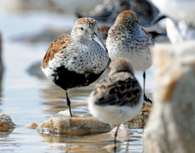 Dunlin