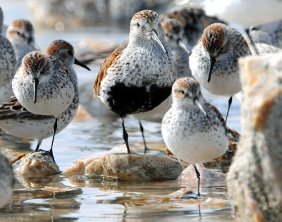 Dunlin