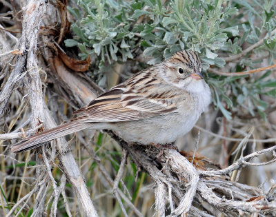 Sparrow, Brewers