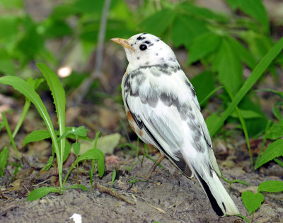 Robin, American (partial albino)