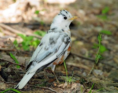 Robin, American (partial albino)