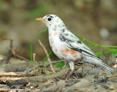 Robin, American (partial albino)