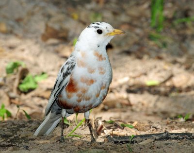 Robin, American (partial albino)