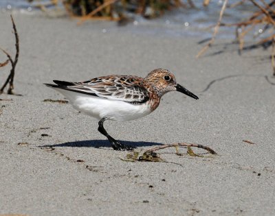 Sanderling