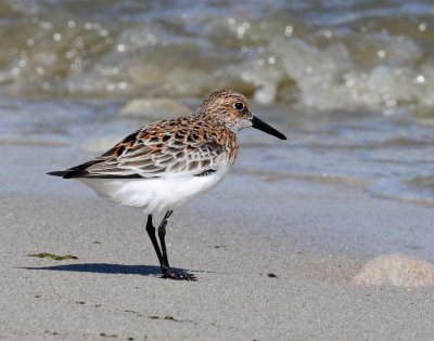 Sanderling