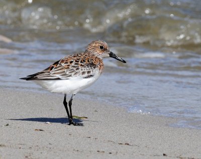 Sanderling