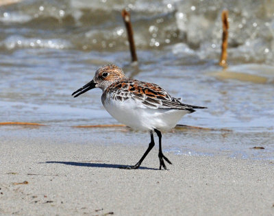 Sanderling