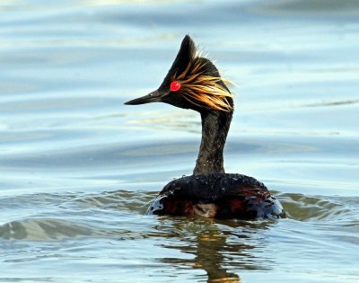 Grebe's Eared