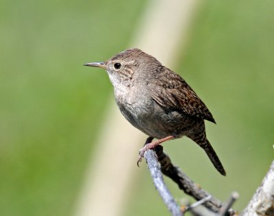 Wren, House