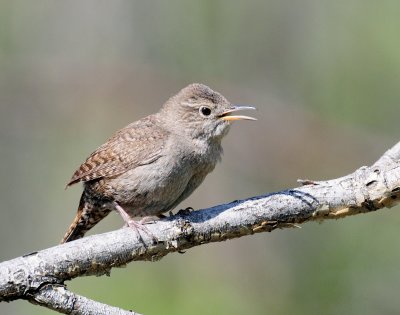 Wren, House