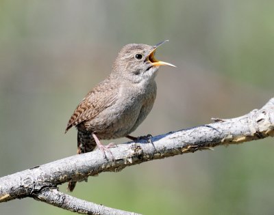 Wren, House