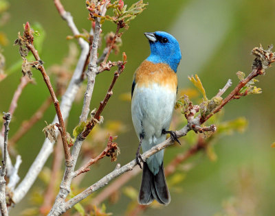 Bunting, Lazuli (May 25, 2012)