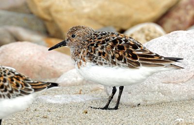 Sanderling