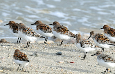 Sanderling