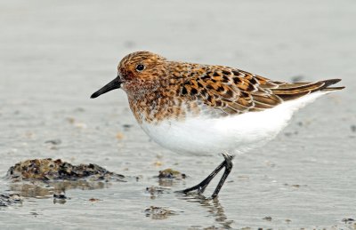 Sanderling