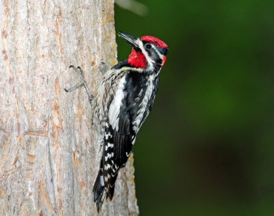 Sapsucker, Ned-naped