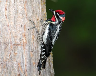 Sapsucker, Ned-naped