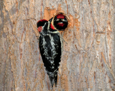 Sapsucker, Ned-naped