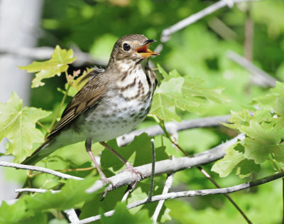 Thrush, Swainsons