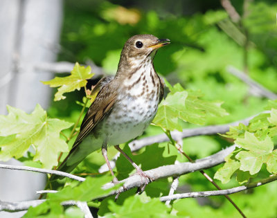 Thrush, Swainson's