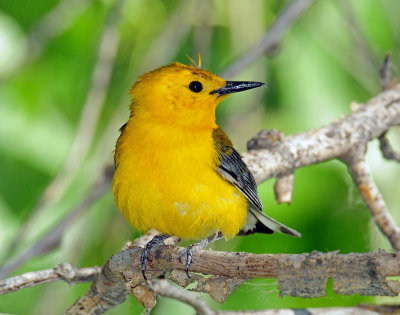 Warbler, Prothonotary