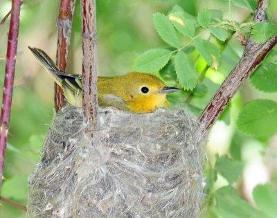 Warbler, Yellow