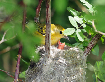 Warbler, Yellow (Newborns)
