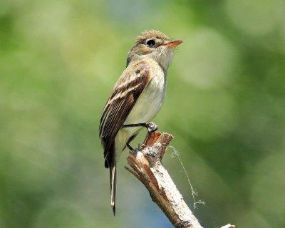 Flycatcher Least D-031.jpg