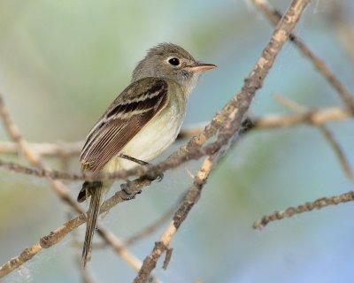 Flycatcher Least D-032.jpg