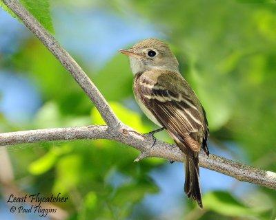 Flycatcher Least D-034.jpg