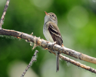 Flycatcher Least D-036.jpg