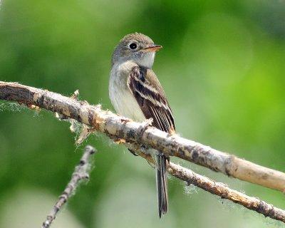Flycatcher Least D-037.jpg
