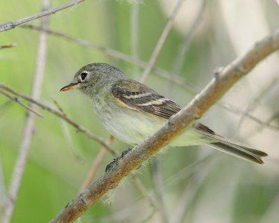 Flycatcher Least D-039.jpg
