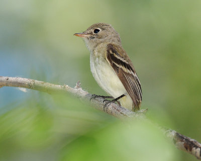 Flycatcher Least D-042.jpg