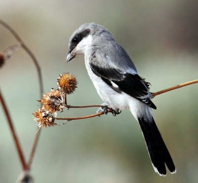 Shrike, Loggerhead (juvenile)