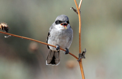 Shrike, Loggerhead (juvenile)