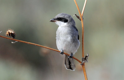 Shrike, Loggerhead (juvenile)
