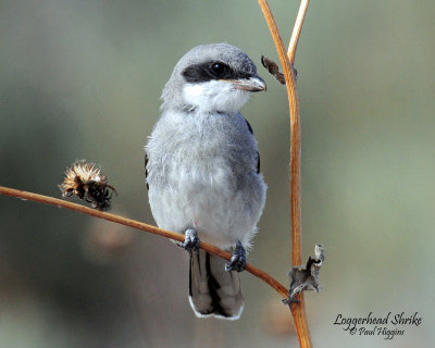 Shrike, Loggerhead (juvenile)