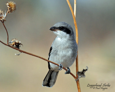 Shrike, Loggerhead (juvenile)
