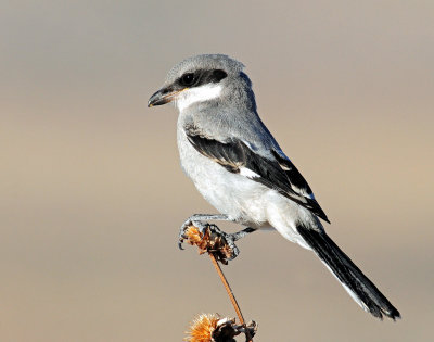 Shrike, Loggerhead (Juvenile)