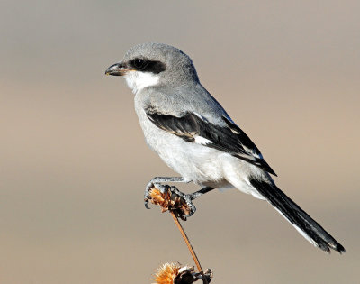 Shrike Loggerhead D-092.jpg