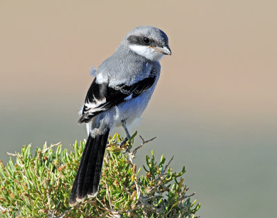 Shrike Loggerhead D-093.jpg