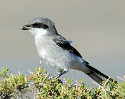 Shrike, Loggerhead (Juvenile)