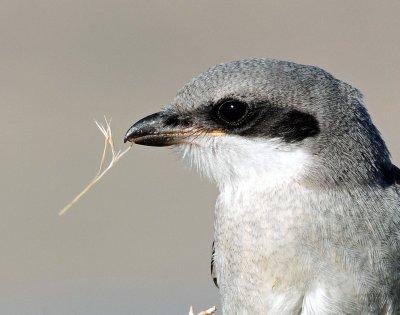 Shrike, Loggerhead (Juvenile)