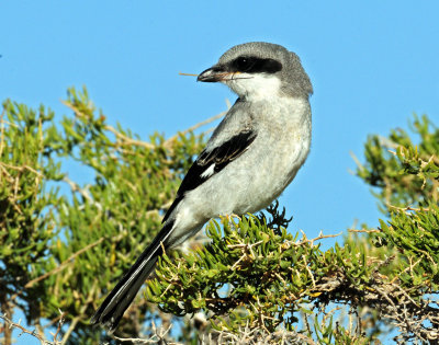Shrike Loggerhead D-103.jpg
