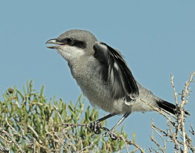 Shrike, Loggerhead