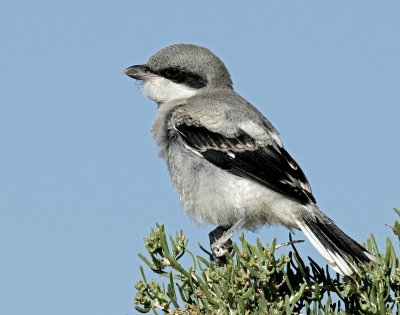 Shrike, Loggerhead (More Juvenile)