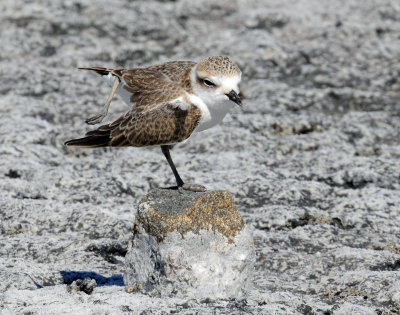 Plover, Snowy (Juvenile doing foot stands)
