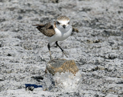 Snowy, Plover (Juvenile doing foot stands)